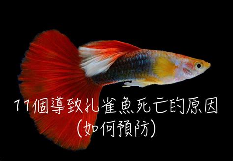 魚死掉|11個導致孔雀魚死亡的原因(如何預防)